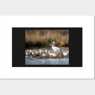 White Pelican and his "Groupies" Posters and Art